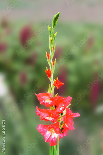 The pink flower of gladiolus meets the morning sun and rejoices in summer. beautiful gladiolus flower isolated on green background
