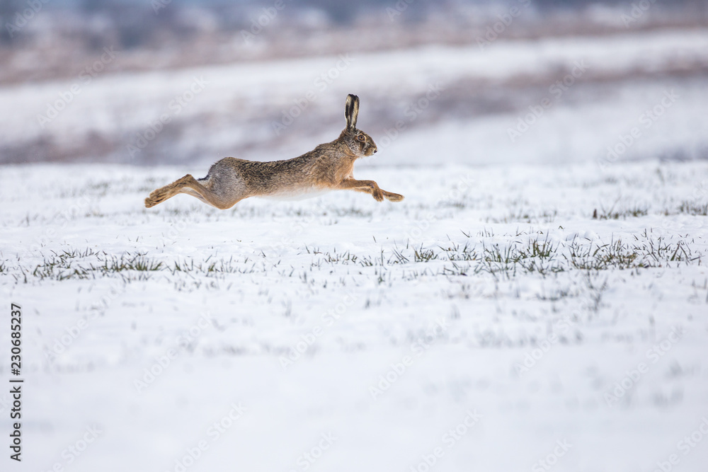 Obraz premium Hare runnig on snowy field