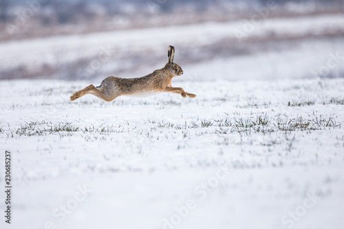 Hare runnig on snowy field