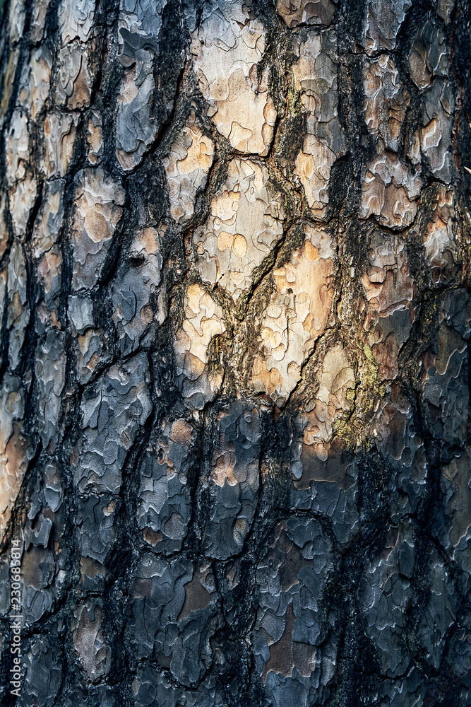 Old tree bark in a detailed view with sun shining on the wood, autumn evening Old tree bark in a detailed view with sun shining on the wood, autumn evening