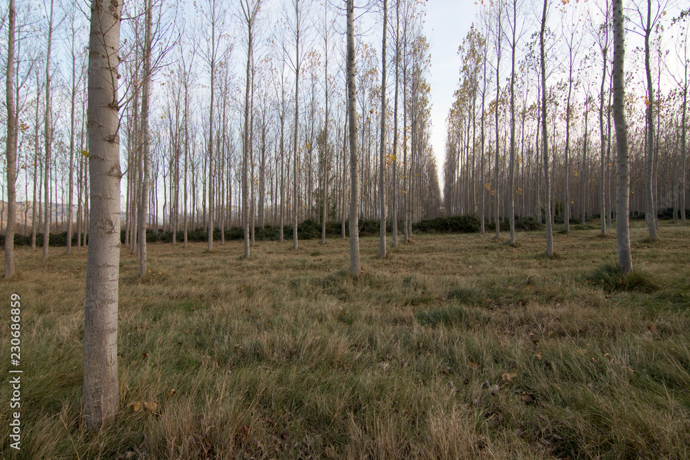 Fototapeta premium bosque en otoño