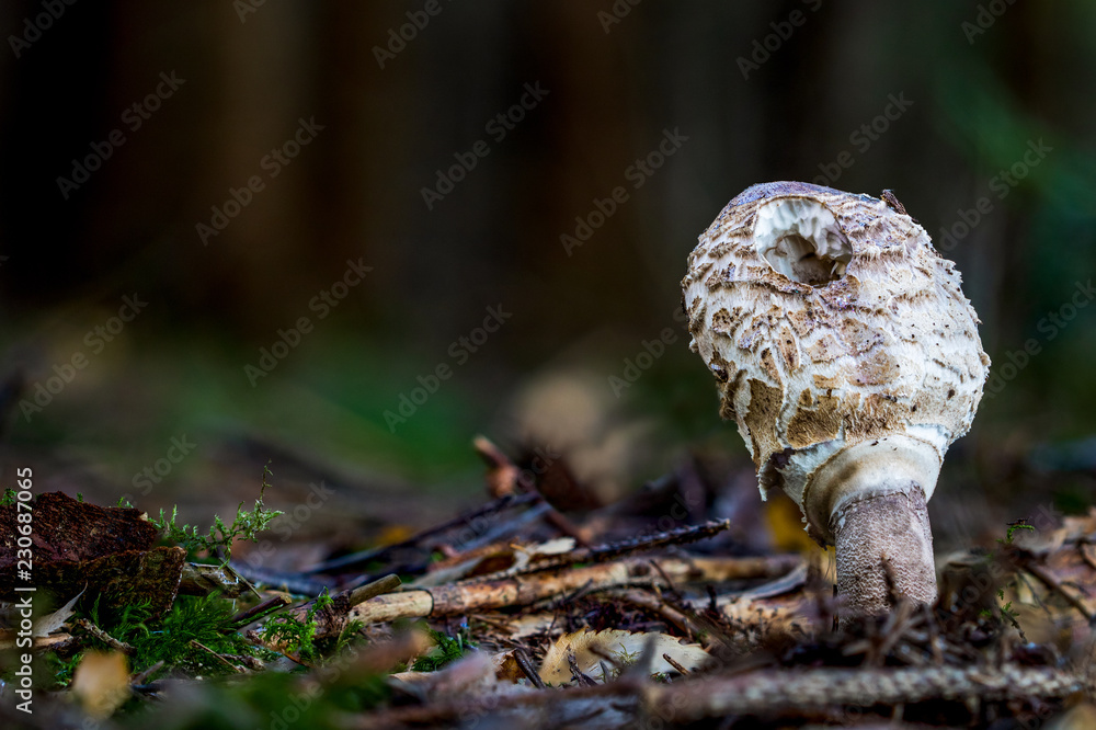A brown shining mushroom on a moody forest floor with a dark background