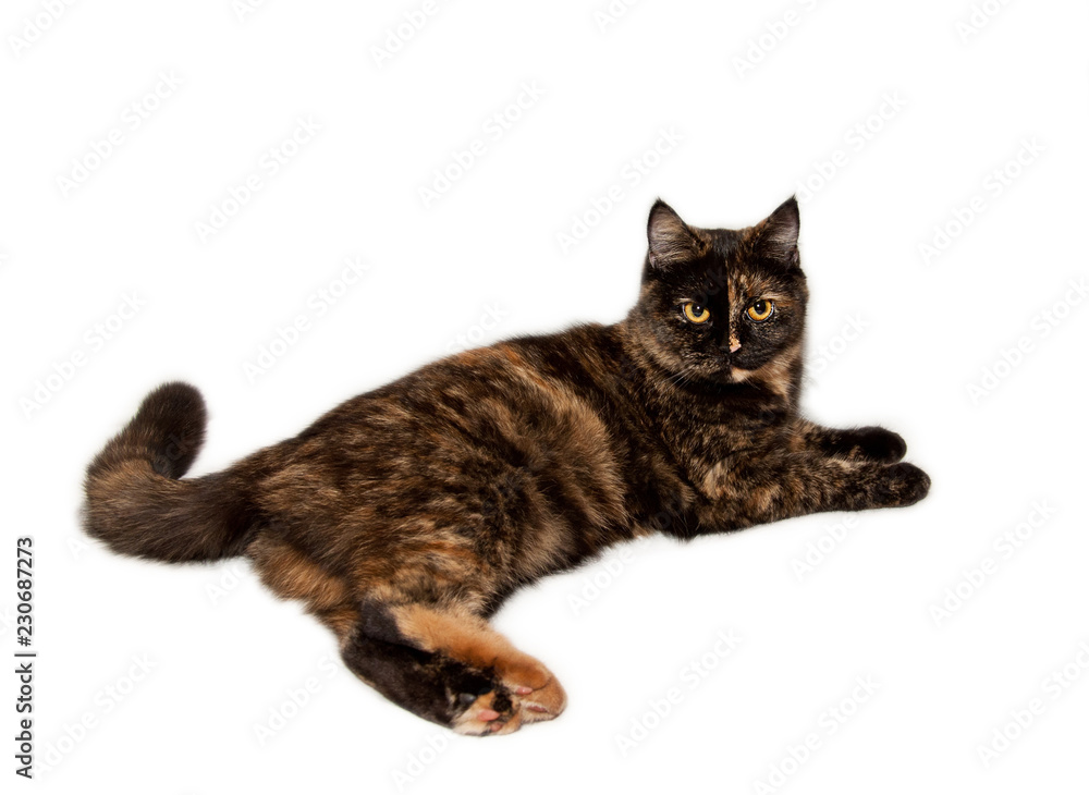 Scottish straight shorthair cat
