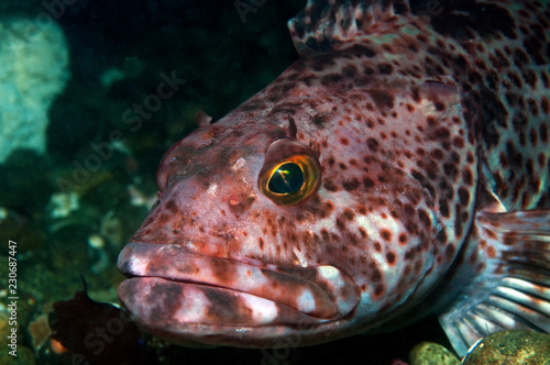 Ling Cod photo