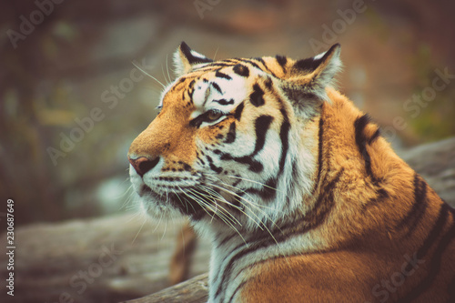 majestic head of an adult tiger
