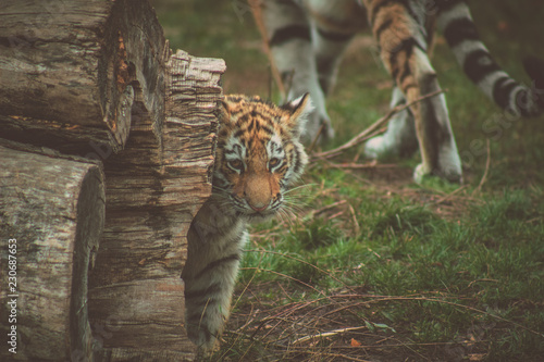tiger cub wants to play hide and seek