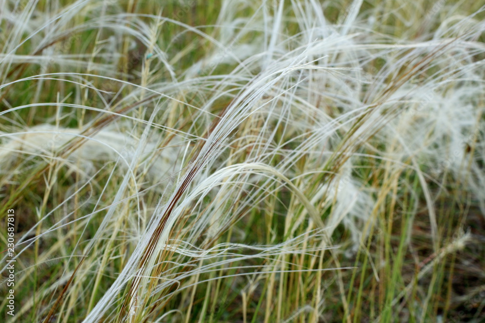 Fototapeta premium Natural background. Growing in the wind feather grass on summer day. Selective focus