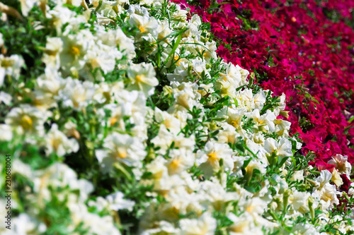 flowers in the garden