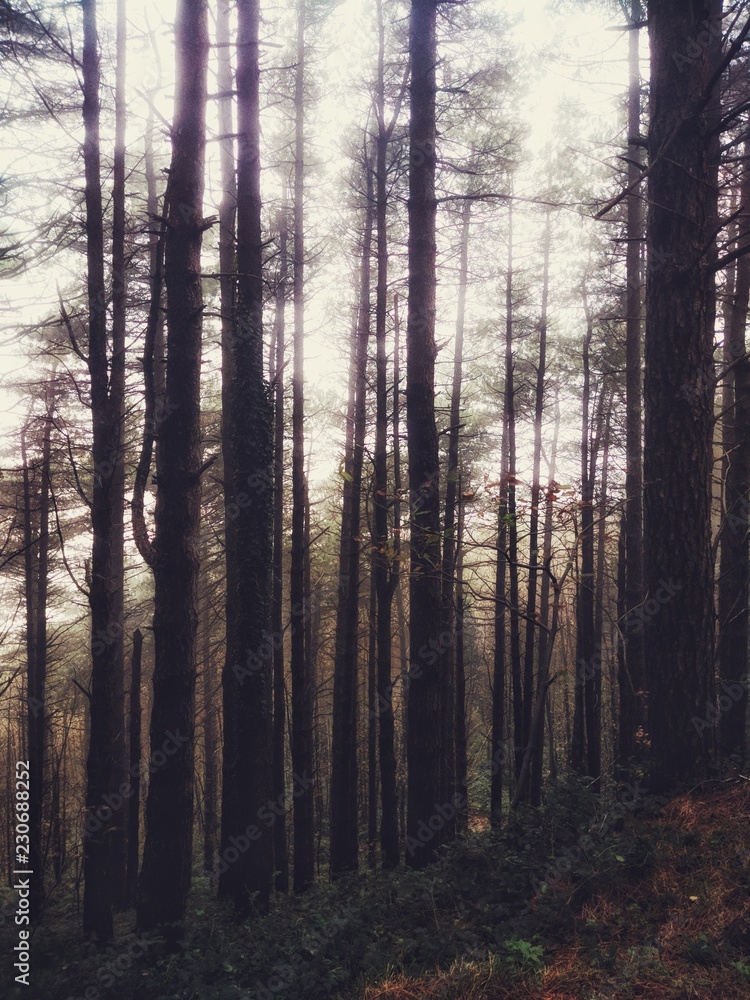 Trees background in a foggy atmosphere 