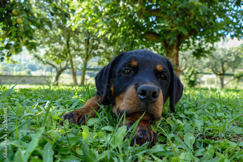 Rottweiler puppy portrait in the garden. Cute dog looking on the camera and posing