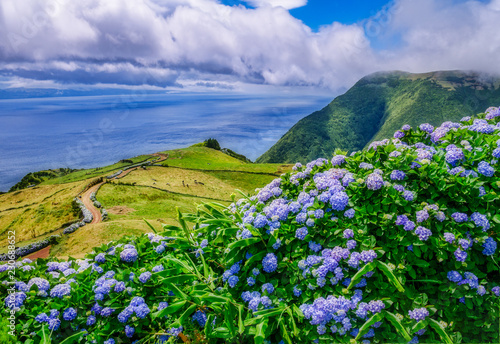 Obraz na płótnie Image of beautiful landscape with hydrangeas and a path leading to the atlantic