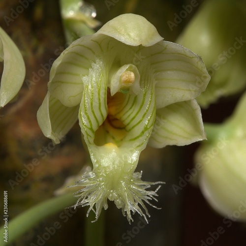 orchid catasetinae photo