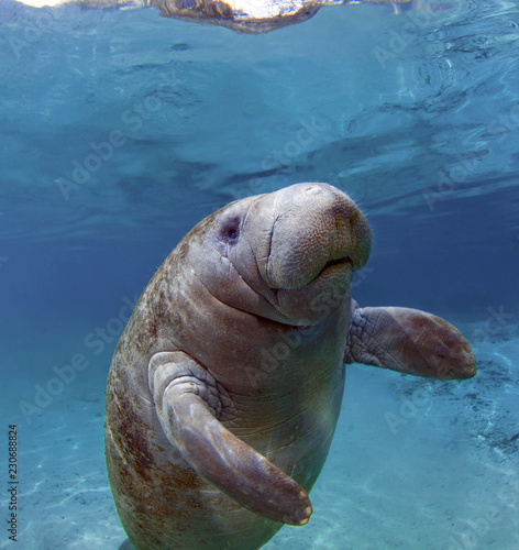 West India Manatee