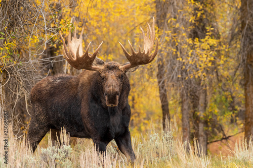 Siras Moose Bull in fall in Wyoming