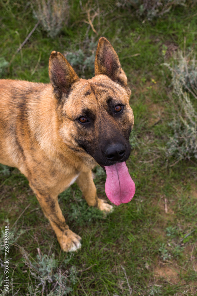 Red dog in the steppe or field, autumn Red dog in the steppe or field, autumn