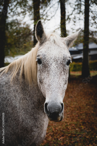 Pferd schaut in Kamera © Robert