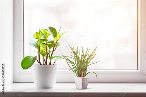 Green plant on the windowsill on background