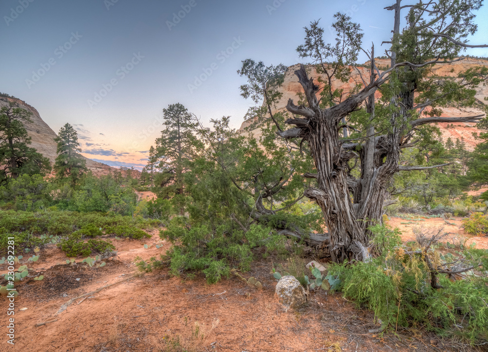 Fototapeta premium Zion National Park, Utah