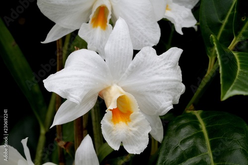 Photos dendrobium orchid