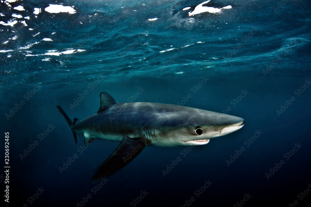 Fototapeta premium Blue Shark