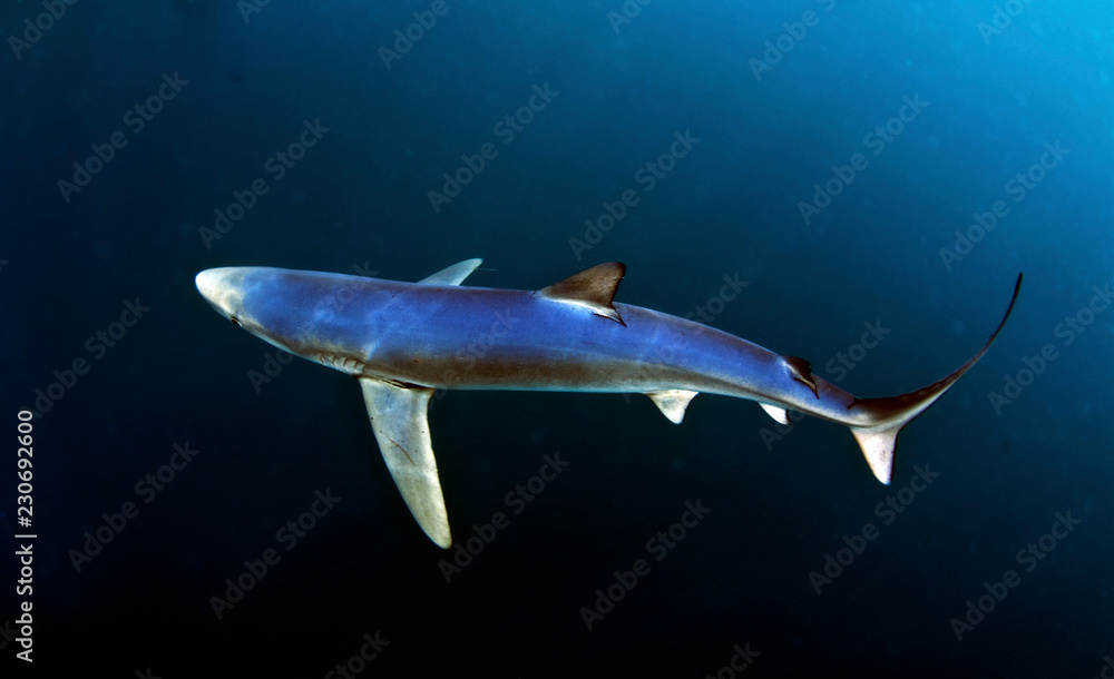 Blue Shark