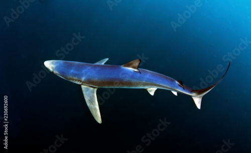 Blue Shark