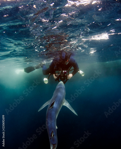 Diver with Blue Shark