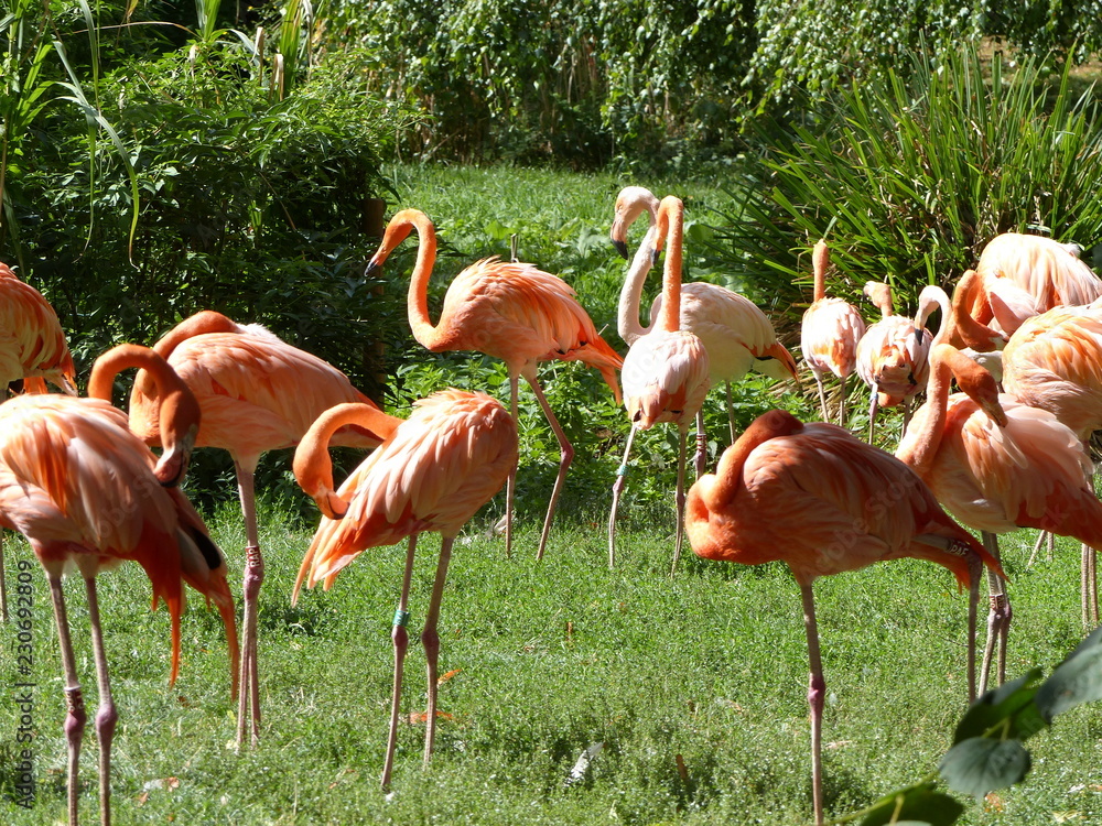 Fototapeta premium Flamants roses