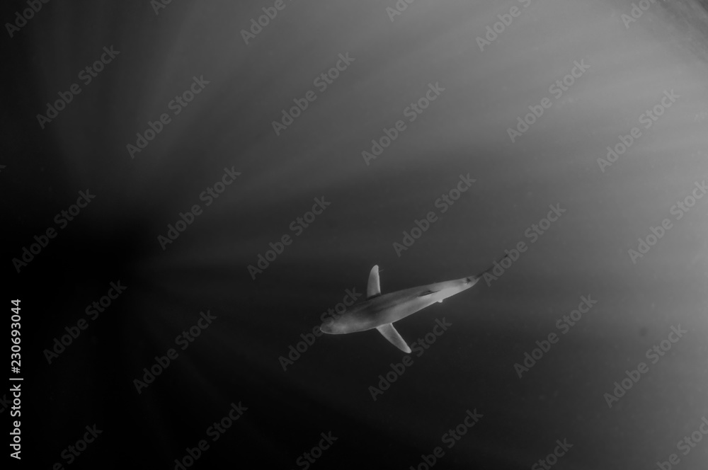 Blue Shark Blue Shark