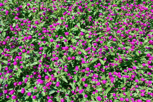 Primo piano di una pianta con fiori rosa fucsia e foglie verdi