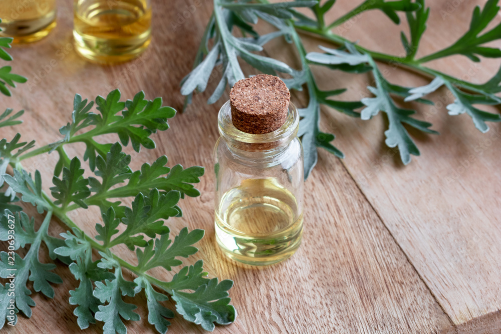 A bottle of wormwood essential oil with fresh wormwood plant A bottle of wormwood essential oil with fresh wormwood plant