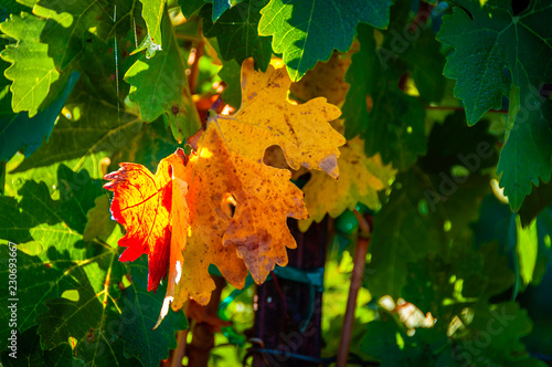 Fall leaf in the Napa Valley