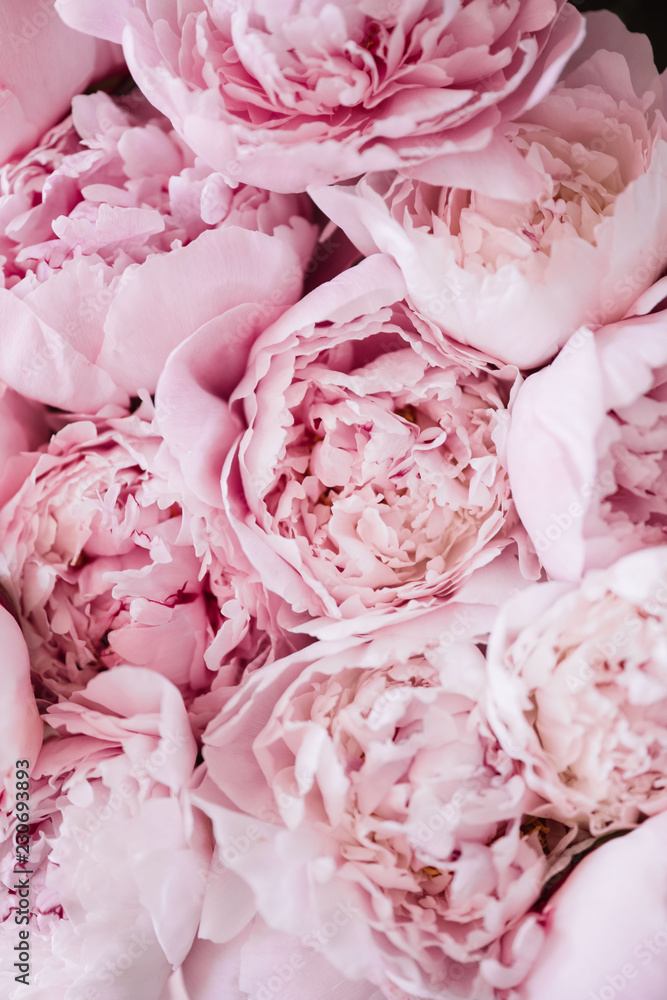 Piękna aromatyczna świeża kwitnie oferty różowa peoni tekstura, zamyka w górę widoku <span>plik: #230693893 | autor: anastasianess</span>