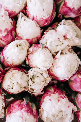 Fototapeta Naklejka Na Ścianę i Meble -  Beautiful fresh blossoming Ice cream tulips texture