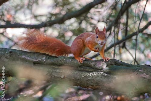 Eichhörnchen auf der Suche nach Futter © Stefan