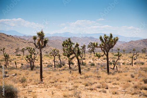 Joshua Tree National Park with its typical trees and rock formations near Palm Springs in the California desert in the USA   © waldorf27