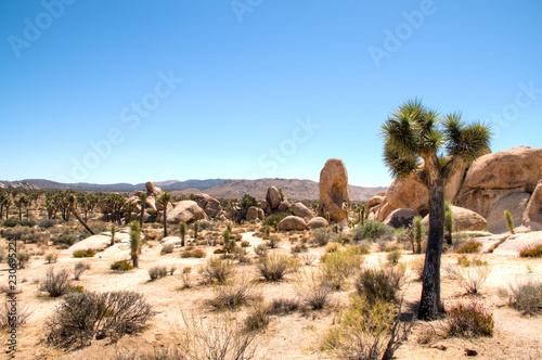 Joshua Tree National Park with its typical trees and rock formations near Palm Springs in the California desert in the USA  