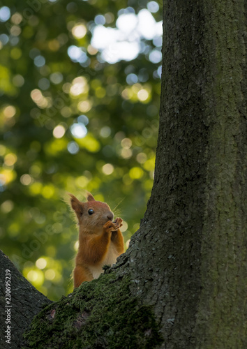 ruda wiewiórka wyglądająca zza drzewa