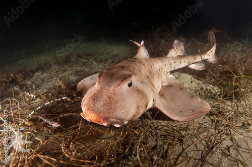 Horn Shark photo