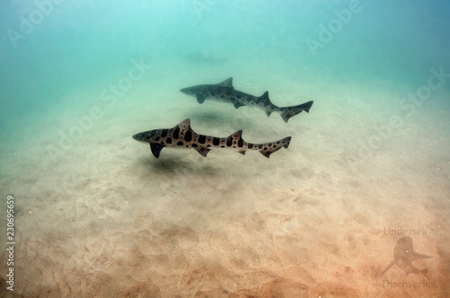 Leopard Sharks