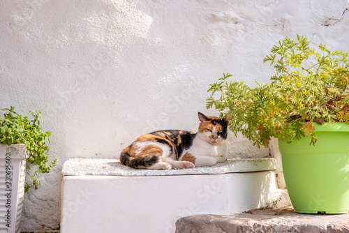 Fototapeta Naklejka Na Ścianę i Meble -  A beautiful wild, stray cat sleeps on a ledge next to a white wall, on the enchanting Greek Island of Hydra.