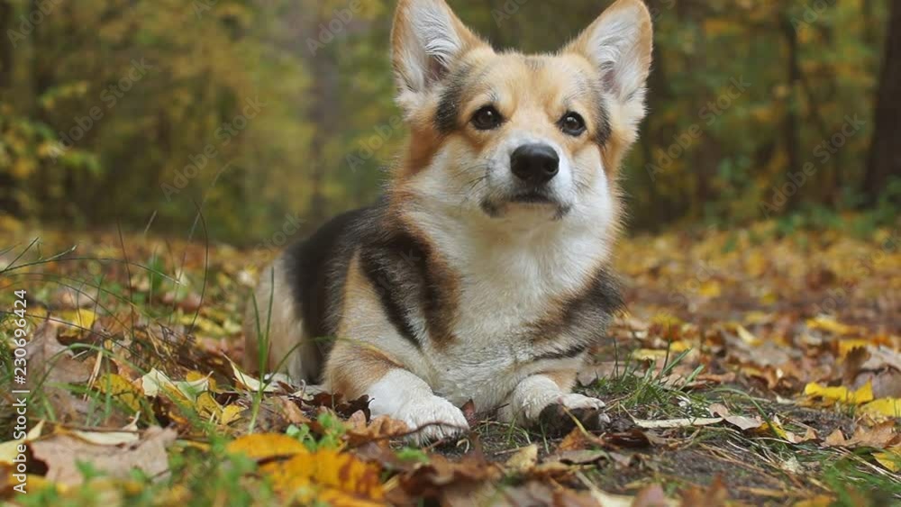 Happy autumn! Dog breed Welsh Corgi Pembroke on a walk in a beautiful autumn forest. Happy autumn! Dog breed Welsh Corgi Pembroke on a walk in a beautiful autumn forest.