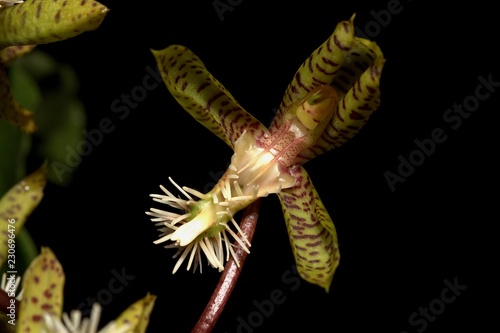 Fototapeta Naklejka Na Ścianę i Meble -  orchid catasetinae