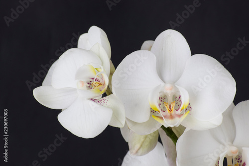 flower, white, orchid, nature, spring, blossom, plant, bloom, isolated, petal, branch, beauty, flowers, green, beautiful, tree, pink, apple, flora, floral, blooming, phalaenopsis, garden, tropical, bo © Fatih