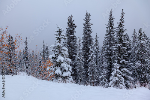 Snowy fir trees in winter overcast in Banff National Park in Alberta