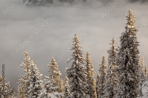 Snowy fir in Banff Alberta