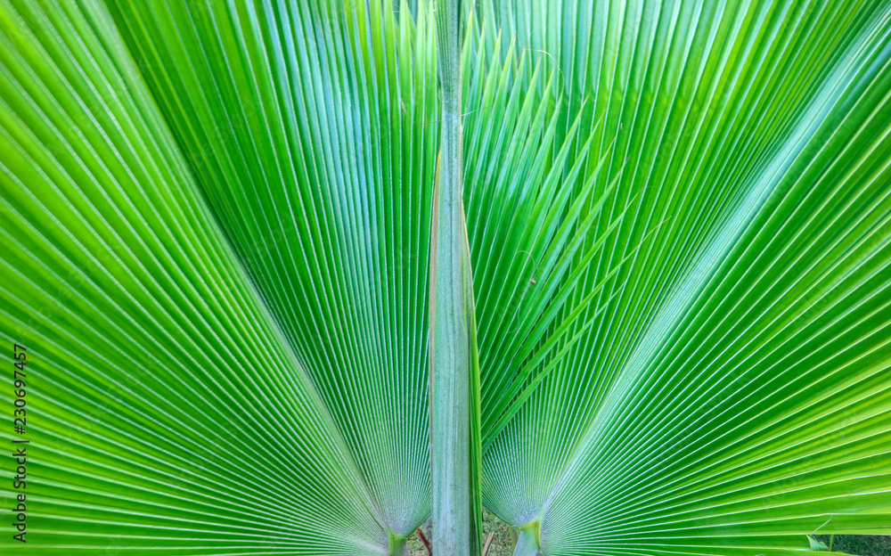 Fototapeta premium Detail of a tropical palm green leaf. Garden decoration