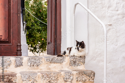 Quadro em tela A beautiful wild, stray cat rests on a stone stoop in front of a home on the enchanting Greek Island of Hydra