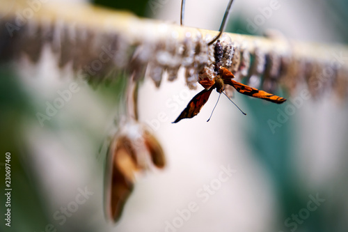 Geburt eines Falters