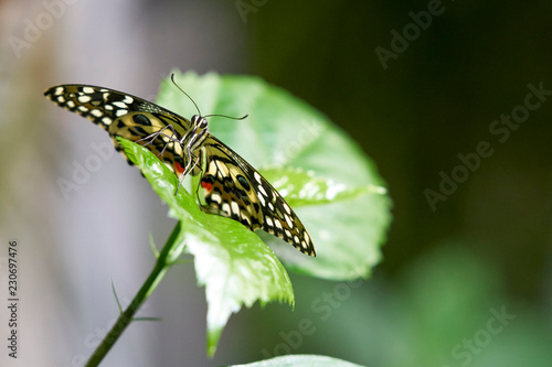 Schmetterling auf einem Blatt rastend